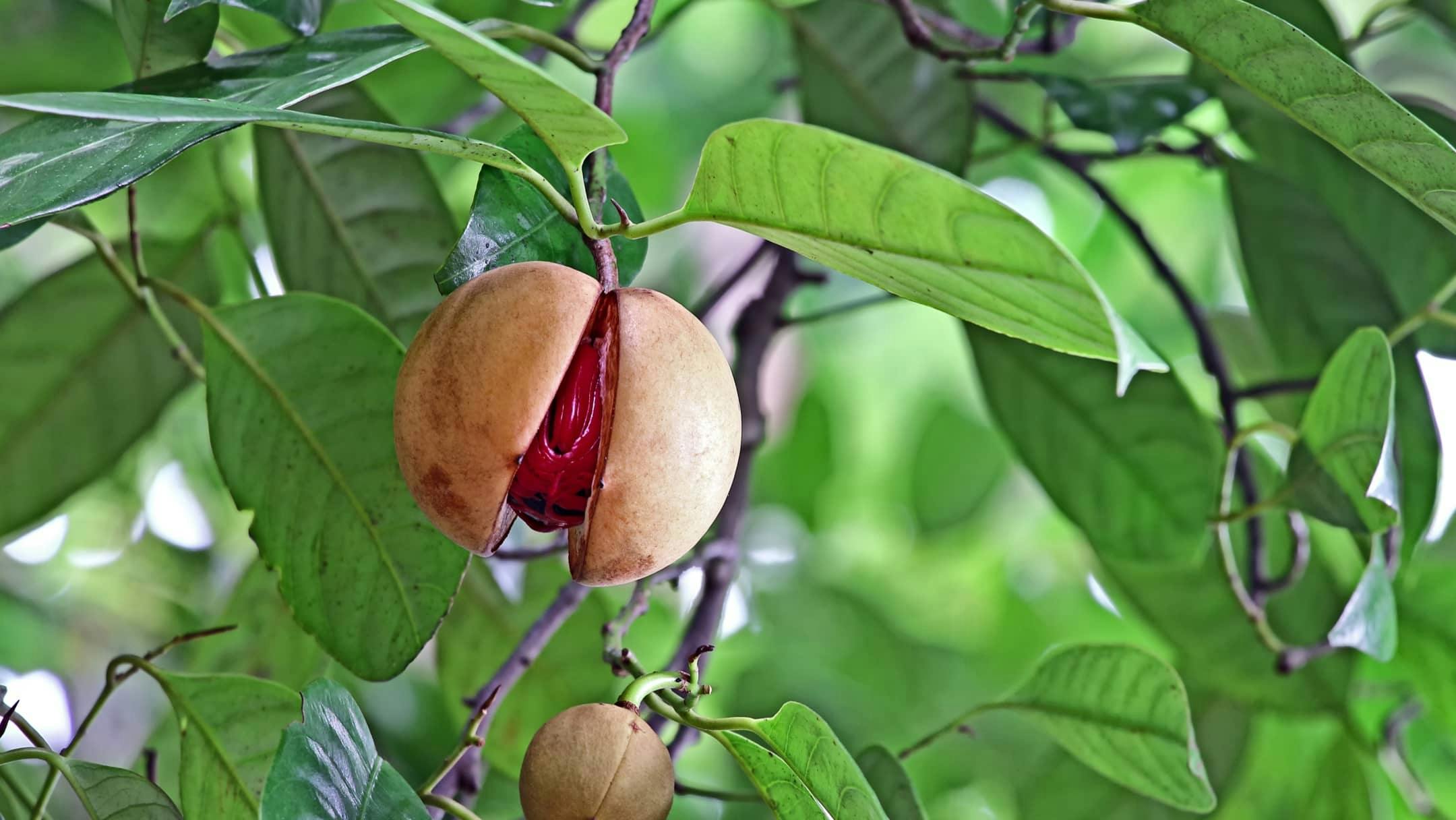 Muskatbaum mit Früchten