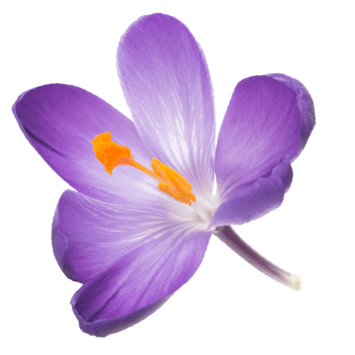 schwebende Safranblüte